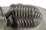 Two Detailed Austerops Trilobite - Excellent Eyes #197150-4